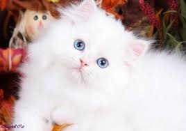 Black And White Ragdoll Cat For Sale Pin By Suzanne On Cats White Persian Kittens Persian Kittens Persian Cat White
