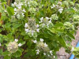 Image result for Ocimum urundense