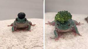 Check spelling or type a new query. Tiny Frogs Love Wearing Hats Youtube