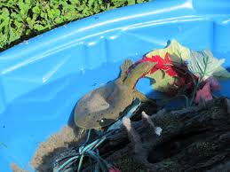 Avoid areas where leaves and fruit may fall in the pond from nearby trees. How To Set Up An Outdoor Turtle Pool Pethelpful