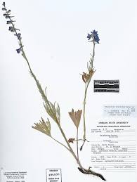 Image result for Galium scabrellum