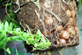 Is my asparagus fern dead. Are Balls On Boston Fern Roots Harmful Learn About Boston Fern Nodules