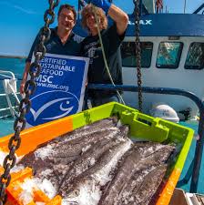 Cornish Hake Fishermen Get Msc Accredation Hake are deep sea members of the cod family with a milder taste and softer texture than cod. cornish hake fishermen get msc accredation