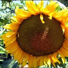 Bunga tumbuhan ini sangat khas: 150 Bibit Biji Bunga Matahari Sunflowert Lazada Indonesia