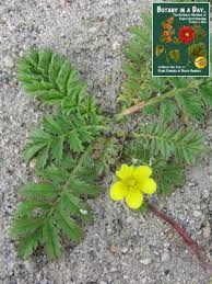 Image result for Rosaceae