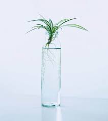 How to grow spider plants from cuttings. Spider Plant Chlorophytum Comosum Guide Our House Plants