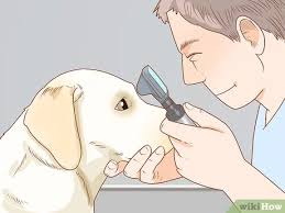 This advert is located in and around brecon, powys. How To Choose A Labrador Puppy 13 Steps With Pictures Wikihow Pet