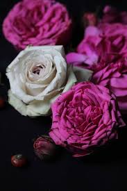 Aromatic, fresh vanila flower yellow and white. Photographing Flowers Against A Black Background The Smell Of Roses The Smell Of Roses
