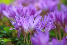 Image result for Colchicaceae