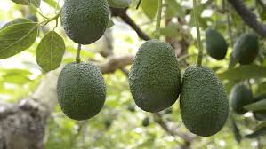 Do not apply fertilizer when planting avocado trees since the high levels of salt and ammonia can burn root and burn tips on the stems. Collecting Avocados In Plantation Of Stock Footage Video 100 Royalty Free 14565679 Shutterstock