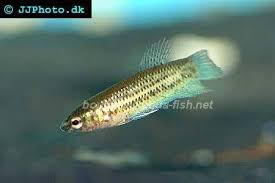 An elongated, laterally compressed fish with a rounded caudal fin and an upturned mouth. 29owl Hx Izjfm