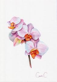 Orchid Flowers Pink White Yellow Watercolor Original Painting From The Artist Orchids Tree Wall Art Red Flowers Orange Floral Flower Painting Orchid Drawing Floral Watercolor