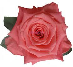 Роза Амстердам