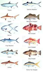 Keys Fish Chart Todays Fishing Fish Fish Chart
