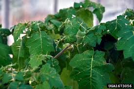 Image result for Solanum viarum