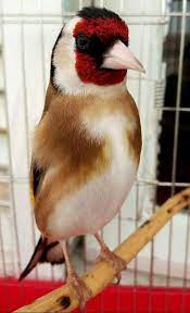 iseau magique woooow d 3 طائر ساحر https www youtube com bilelseg https www facebook com chardonneretbilelkios https www instagram animals birds bird