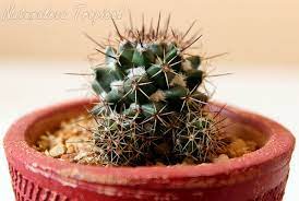 Pero, ¿sabemos cómo cuidar un cactus? 3 Metodos Para Multiplicar Cactus Y Plantas Crasas Sin Fallar