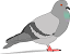 Burung Sriti