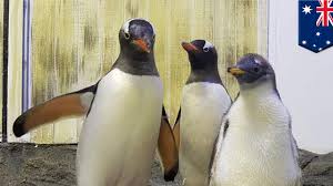 Calon anak tersebut mendapat nutrisi untuk bertahan dari kuning telurnya. Pasangan Penguin Sesama Jenis Besarkan Bayi Penguin Betina Tomonews Youtube
