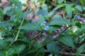Image result for Commelina diffusa