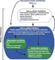 Plants must maintain cell turgor in order to remain erect. Figure 1 From Methods And Concepts In Quantifying Resistance To Drought Salt And Freezing Abiotic Stresses That Affect Plant Water Status Semantic Scholar