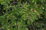 Image result for Croton leuconeurus