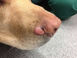 Image result for mastocytoma in dogs