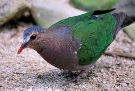 Warna bulu yang menyatu dengan warna daun dan ranting serta karakter yang cenderung pendiam membuat burung ini sangat sulit untuk dibidik. Pedagang Burung Punai Beranda Facebook