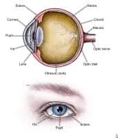 Image result for Intraocular Pressure