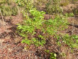 Image result for Copaifera baumiana