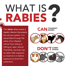 Image result for Rabies