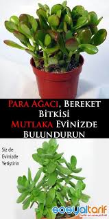 Crassula Ovata Para Agaci Bereket Bitkisi Crassula Ovata Succulents Cactus Plants
