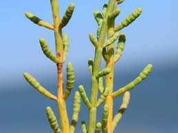 Image result for Sarcocornia