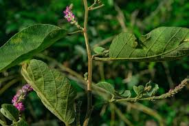 Image result for Polhillides