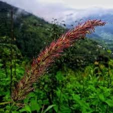 Image result for Cenchrus ciliaris