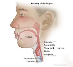 For instance, voice changes may be a sign of laryngeal (voice box) cancer, but they would rarely indicate cancer of the pharynx. Childhood Laryngeal Tumors Treatment Pdq Patient Version National Cancer Institute