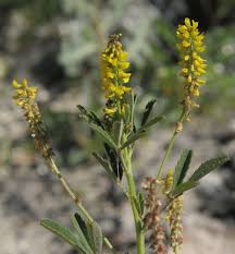 Image result for Melilotus indicus