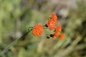 Image result for Emilia coccinea