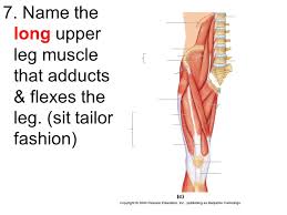Maybe you would like to learn more about one of these? Muscle Madness Identify The Muscles Using The Squeaker To Buzz In W Your Answers The First Team To Correctly Answer The Question Label The Muscle Ppt Download