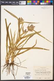 Image result for Commelina bracteosa