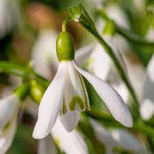 Specialty Bulbs Snowdrops Bulb Flowers Wholesale Flowers Spring Flowering Bulbs
