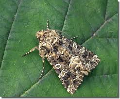 Image result for Hadena perplexa