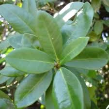 Image result for Ficus craterostoma