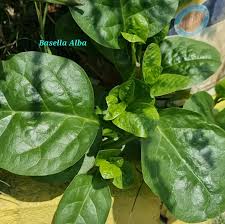 Image result for Basella alba