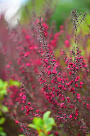 Maybe you would like to learn more about one of these? 405 Donna Flowers Photos Free Royalty Free Stock Photos From Dreamstime