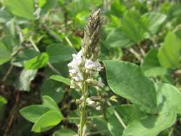 Image result for Neonotonia wightii