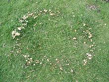 Il a déjà été signalé de timides poussées à l'automne, mais cela reste rarissime. Champignons Le Mousseron De La St Georges Stephane Decotterd