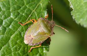 Aber es gibt einige faktoren, die können dem garten einen heftigen schaden zufügen. Grune Stinkwanze Palomena Prasina Deutschlands Natur