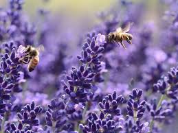 Die richtigen pflanzen sind wichtig, auch insektenhotels werden gern angenommen. Bienenfreundliche Pflanzen Die Besten Ideen Fur Garten Und Balkon Utopia De
