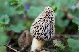 A pound of morels can cost upwards of $20. Banned From National Forest For Profit Mushroom Pickers Go Underground The Salt Npr